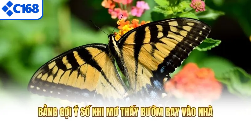 Bảng gợi ý số khi mơ thấy bướm bay vào nhà