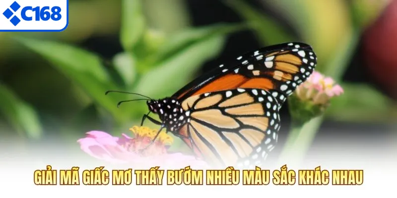 Giải mã giấc mơ thấy bướm nhiều màu sắc khác nhau