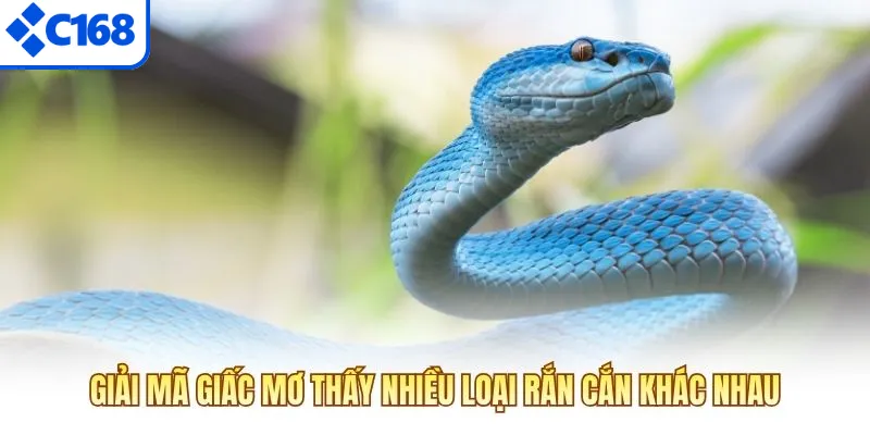 Giải mã giấc mơ thấy nhiều loại rắn cắn khác nhau