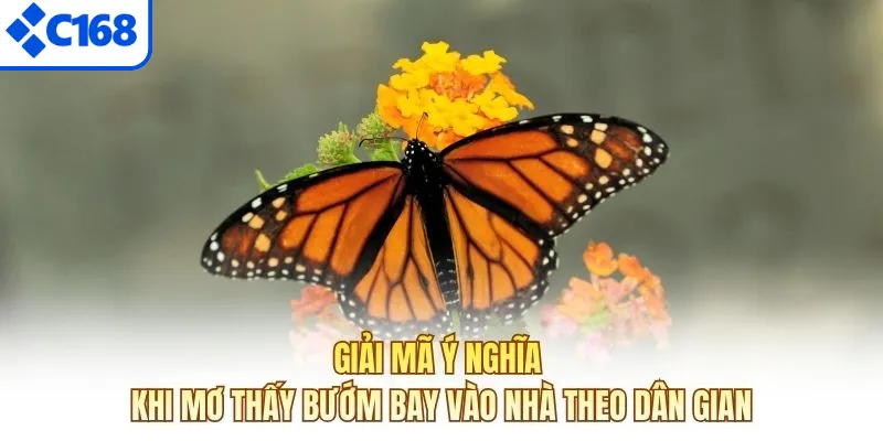 Giải mã ý nghĩa khi mơ thấy bướm bay vào nhà theo dân gian