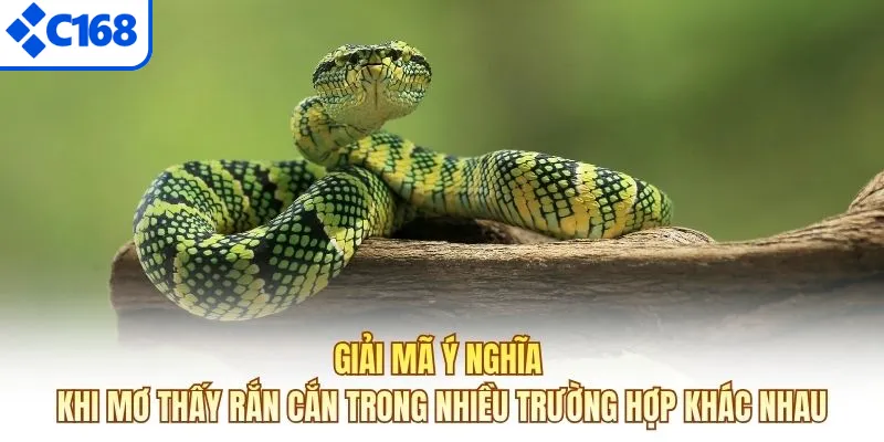 Giải mã ý nghĩa khi mơ thấy rắn cắn trong nhiều trường hợp khác nhau