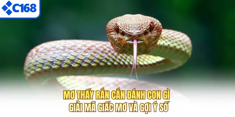 Mơ thấy rắn cắn